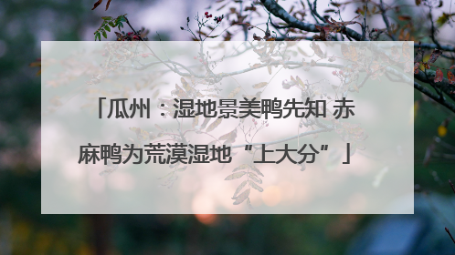瓜州：湿地景美鸭先知 赤麻鸭为荒漠湿地“上大分”