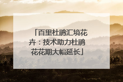 百里杜鹃汇境花卉：技术助力杜鹃花花期大幅延长