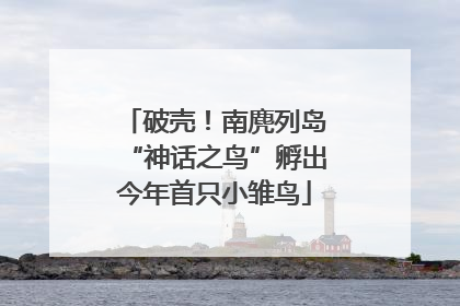 破壳！南麂列岛“神话之鸟”孵出今年首只小雏鸟