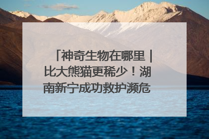 神奇生物在哪里｜比大熊猫更稀少！湖南新宁成功救护濒危鸟类海南鳽