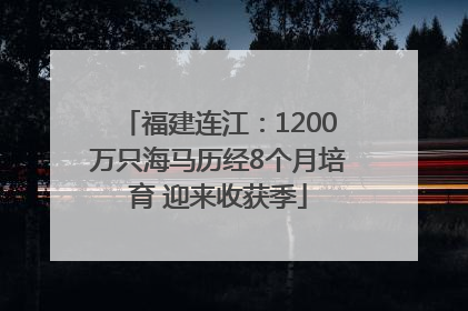 福建连江：1200万只海马历经8个月培育 迎来收获季