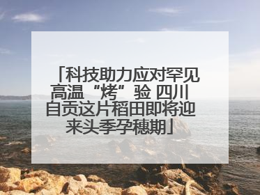 科技助力应对罕见高温“烤”验 四川自贡这片稻田即将迎来头季孕穗期