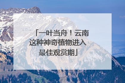 一叶当舟！云南这种神奇植物进入最佳观赏期