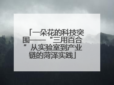 一朵花的科技突围——“三用百合”从实验室到产业链的菏泽实践