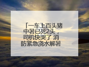 一车上百头猪中暑已死2头，司机快哭了 消防紧急浇水解暑，司机又哭了