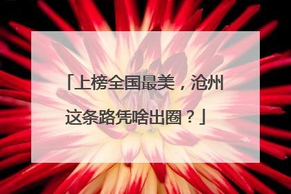 上榜全国最美，沧州这条路凭啥出圈？