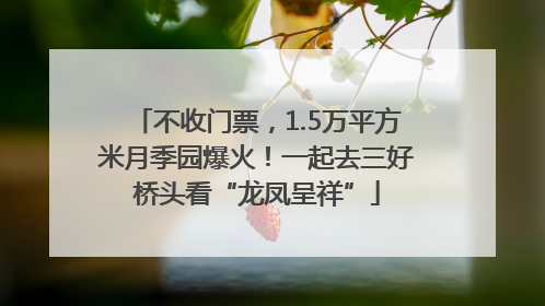 不收门票，1.5万平方米月季园爆火！一起去三好桥头看“龙凤呈祥”