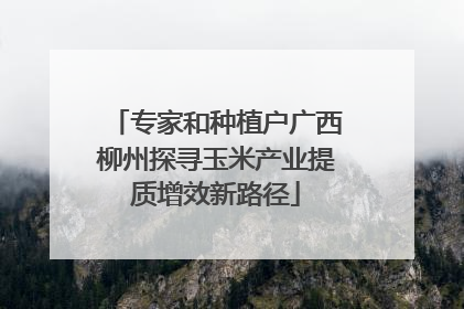 专家和种植户广西柳州探寻玉米产业提质增效新路径