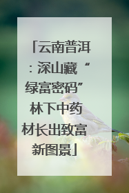 云南普洱：深山藏“绿富密码” 林下中药材长出致富新图景