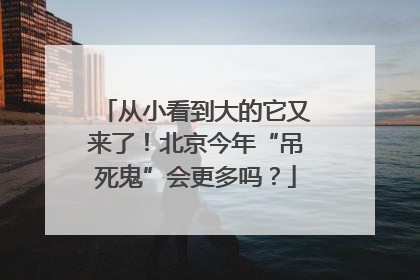 从小看到大的它又来了！北京今年“吊死鬼”会更多吗？