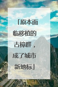 原本面临移植的古樟群，成了城市新地标