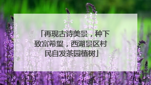 再现古诗美景，种下致富希望，西湖景区村民自发茶园植树