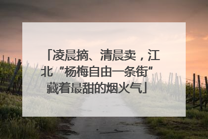 凌晨摘、清晨卖，江北“杨梅自由一条街”藏着最甜的烟火气