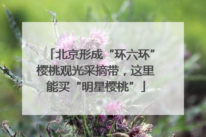 北京形成“环六环”樱桃观光采摘带，这里能买“明星樱桃”