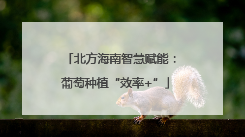 北方海南智慧赋能：葡萄种植“效率+”
