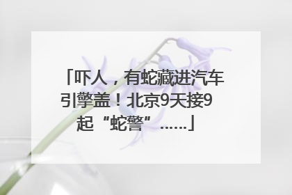 吓人，有蛇藏进汽车引擎盖！北京9天接9起“蛇警”……