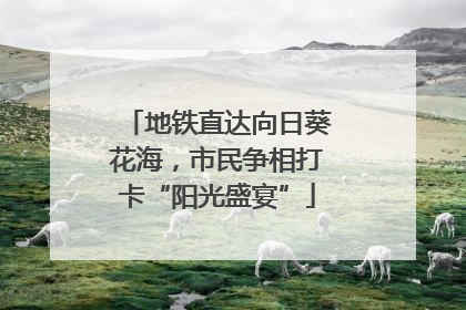 地铁直达向日葵花海，市民争相打卡“阳光盛宴”