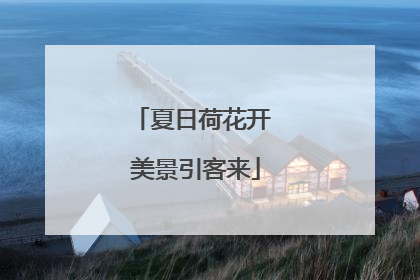 夏日荷花开 美景引客来