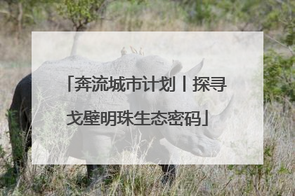 奔流城市计划丨探寻戈壁明珠生态密码