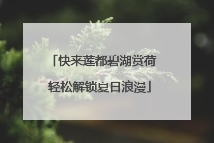 快来莲都碧湖赏荷 轻松解锁夏日浪漫