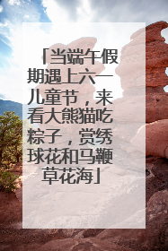 当端午假期遇上六一儿童节，来看大熊猫吃粽子，赏绣球花和马鞭草花海
