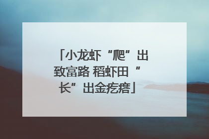 小龙虾“爬”出致富路 稻虾田“长”出金疙瘩