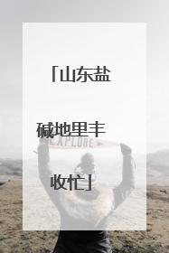 山东盐碱地里丰收忙