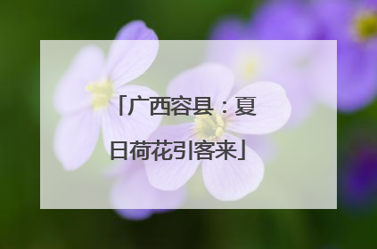 广西容县：夏日荷花引客来