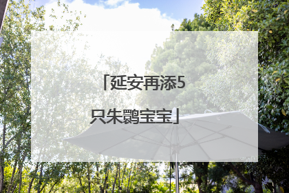 延安再添5只朱鹮宝宝