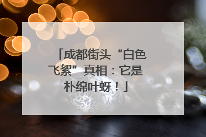 成都街头“白色飞絮”真相：它是朴绵叶蚜！