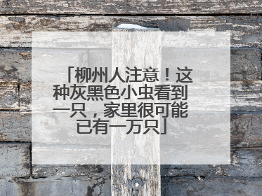 柳州人注意！这种灰黑色小虫看到一只，家里很可能已有一万只