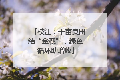 枝江：千亩良田结“金穗”，绿色循环助增收