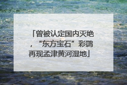 曾被认定国内灭绝，“东方宝石”彩鹮再现孟津黄河湿地