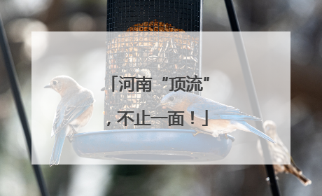 河南“顶流”，不止一面！