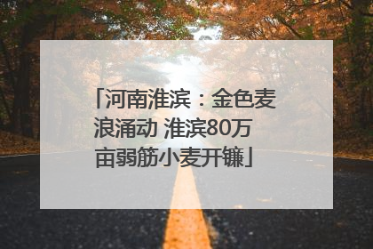 河南淮滨：金色麦浪涌动 淮滨80万亩弱筋小麦开镰