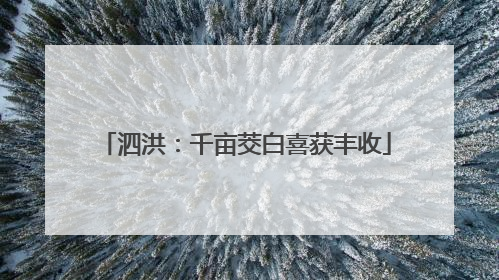 泗洪：千亩茭白喜获丰收