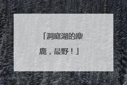 洞庭湖的麋鹿，最野！