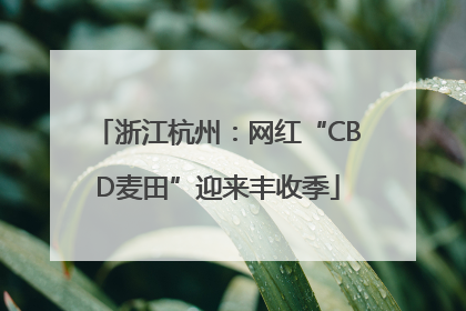 浙江杭州：网红“CBD麦田”迎来丰收季