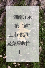 湖南江永：抢“鲜”上市 供港蔬菜采收忙