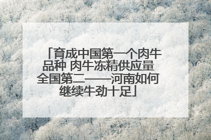 育成中国第一个肉牛品种 肉牛冻精供应量全国第二——河南如何继续牛劲十足
