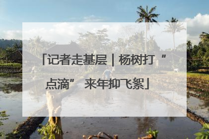 记者走基层｜杨树打“点滴” 来年抑飞絮