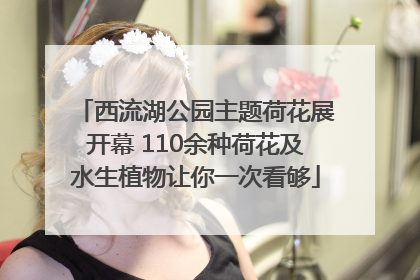西流湖公园主题荷花展开幕 110余种荷花及水生植物让你一次看够
