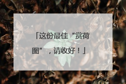 这份最佳“赏荷图”，请收好！