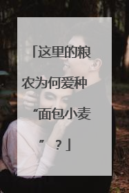 这里的粮农为何爱种“面包小麦”？