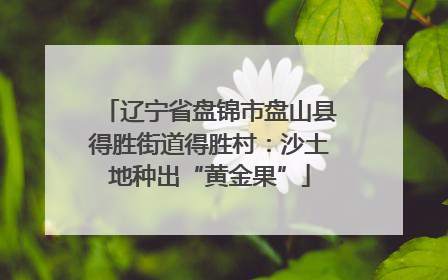 辽宁省盘锦市盘山县得胜街道得胜村：沙土地种出“黄金果”