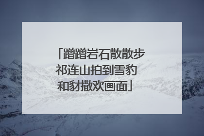 蹭蹭岩石散散步 祁连山拍到雪豹和豺撒欢画面