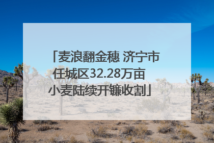 麦浪翻金穗 济宁市任城区32.28万亩小麦陆续开镰收割