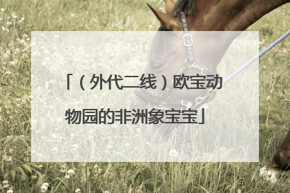 （外代二线）欧宝动物园的非洲象宝宝